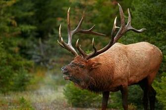 Elk Background Net