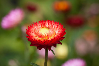Top Natural Flower Wallpaper Full HD 4k To Use