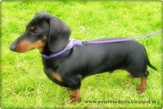 Dog HD Wallpaper Dachshund Image