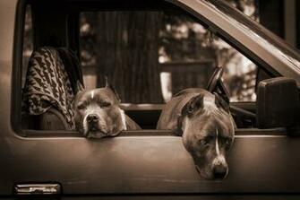 High Resolution Amstaff Wallpaper Just Right Click To
