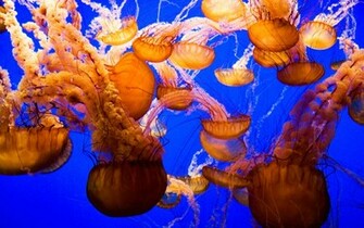 Golden Jellyfish Wallpaper For iPhone