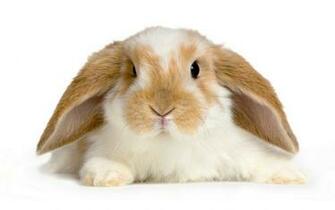 Baby Rabbit Wallpaper At Wallpaperbro