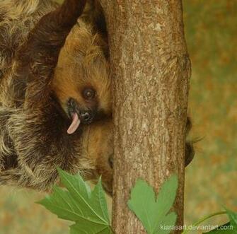 Hungry Baby Sloth By Kiarasart