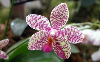 Nature Flowers Spotted Orchids HD Desktop Wallpaper