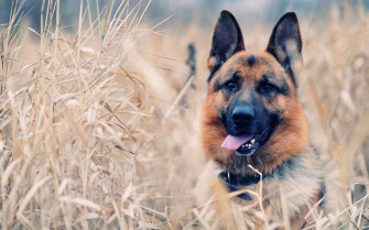 Dog Screensavers And Wallpaper