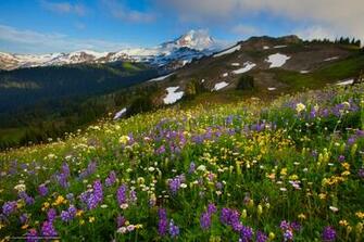 Wallpaper Summer Wildflower Season Skyline Divide Mount