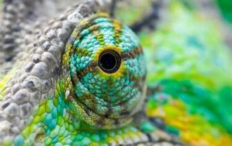 Explore The Collection Reptiles Lizards Lizard