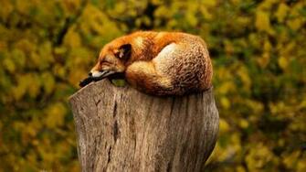 Wild Animals HD Wallpaper Background