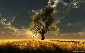Wallpaper Nature Sunshine And Trees