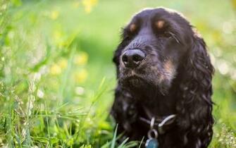 Cocker Spaniel Computer Wallpaper Desktop Background