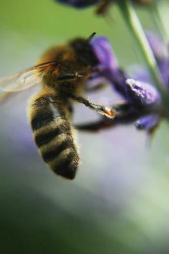 Honey Bees Bee HD Wallpaper Of General