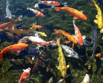 Koi Pond Wallpaper