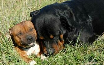 Wallpaper Rottweiler Pictures