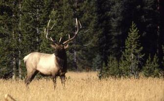 Bull Elk Elks Deer Wallpaper