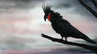 Palm Cockatoo Wallpaper Animal Hq Pictures 4k