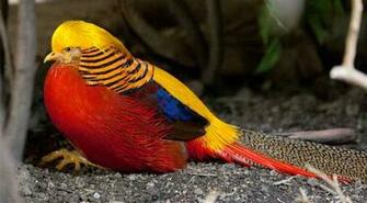 Golden Pheasant Wallpaper Animal Hq