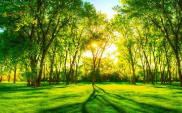 Beautiful Green Forest Scenery 3d Wallpaper Restaurant Kitchen