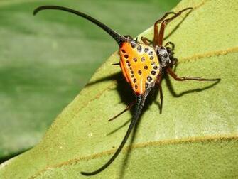 Unusual Spider Wallpaper