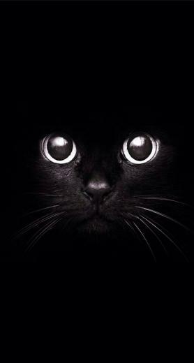 iPhone Ios7 Wallpaper Cat Black W A I L P E R