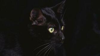 Cute Black Cat Wallpaper