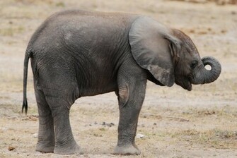 Elephant Baby Wallpaper
