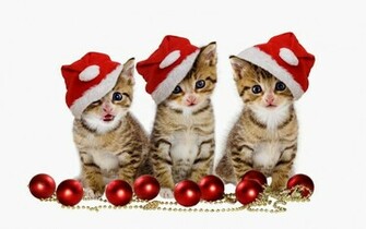 Lovely Cute Kittens And Puppies Christmas