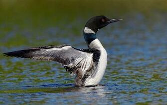 Loon Wallpaper Related Keywords Amp Suggestions
