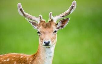 Beautiful Wallpaper Deer
