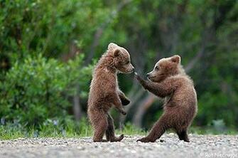 Wallpaper Bears Bear Destop Background Bmp