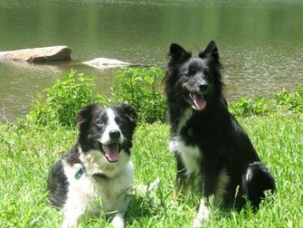 Border Collie Wallpaper