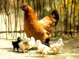 Hen With Chicks Wallpaper Hens HD And