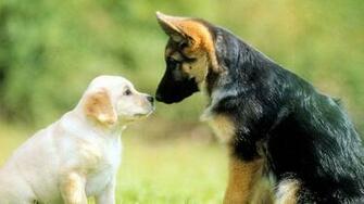 Top German Shepherd Dog Wallpaper For Desktop Amp Mobile