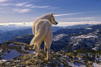 Big Bad Beautiful Wolf Wallpaper Jpg