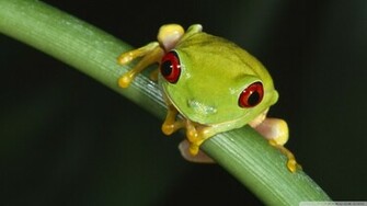 Frog Wallpaper HD