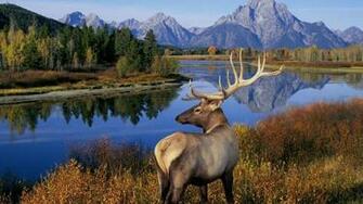 Deer Wallpaper