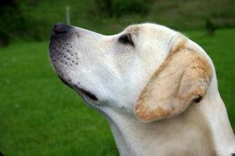 File Labrador Retriever Yellow Profile Jpg Wikipedia The