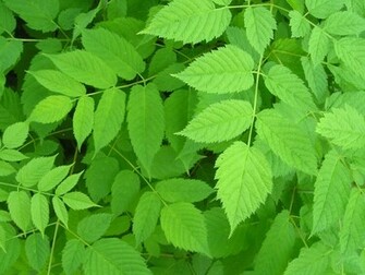Green Wallpaper Widescreen Nature