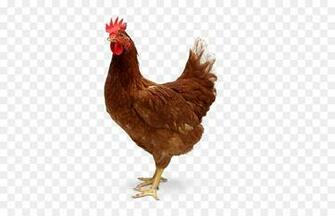 Ayam Cemani Papel De Parede Da Rea Trabalho Galinha Tandoori