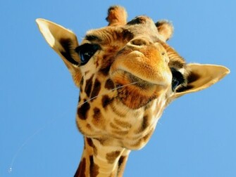 Giraffe Desktop Wallpaper On Latoro