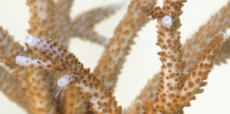 Staghorn Coral Wallpaper