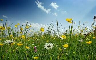 Spring Flower Field Widescreen Wallpaper Wide Net