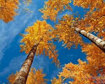 Life Around Us Crispy Sound Of Fall