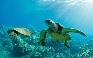 Green Sea Turtles Maui Hawaii Computer Wallpaper Desktop