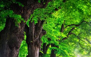 Trees Green