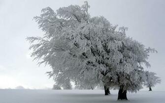 Snow Blizzard Pictures Wallpaper Best HD