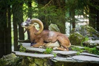 Big Horn Sheep HD Wallpaper Background Image Id