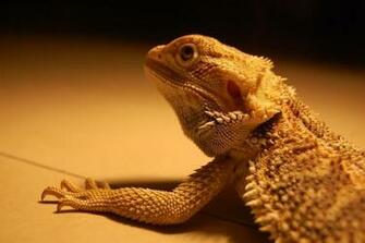 Bearded Dragon Wallpaper