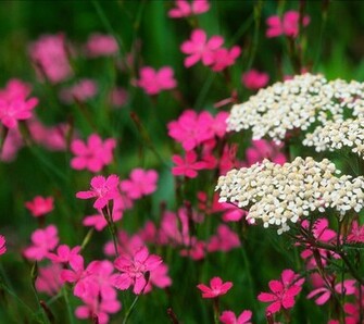 Flower Lovers Flowers Wallpaper HD Desktop Background Beautiful