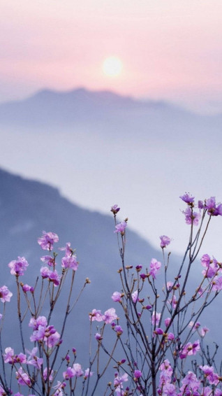Flower Aesthetic Wallpaper