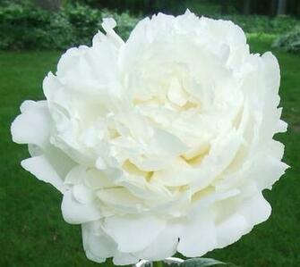 Pin Peonies Flowers White Nature HD Desktop Wallpaper And On